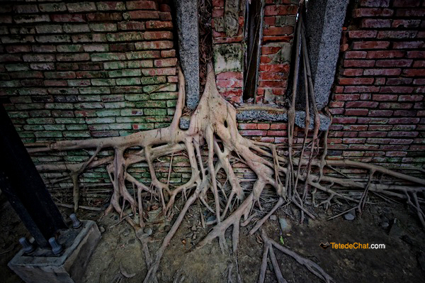 anping_tree_house