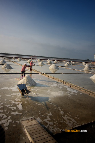 salt_farm